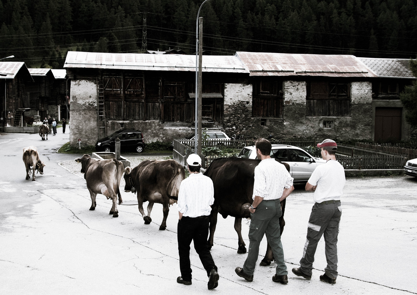 Alpabzug-Obergesteln-2010-014